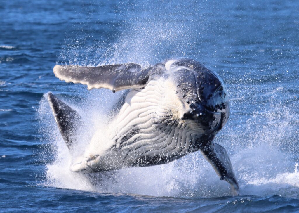 Humpback whale breaching