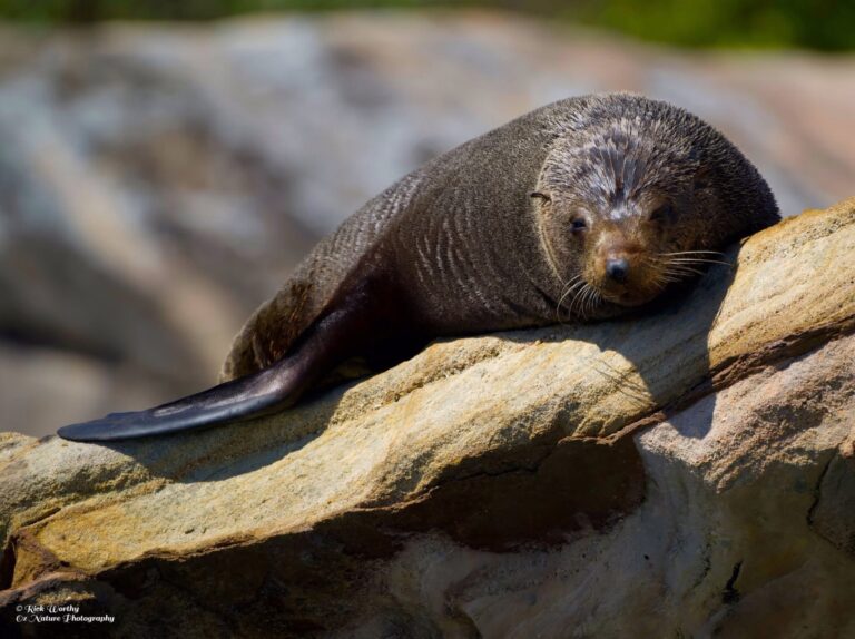wildlife cruise Central Coast